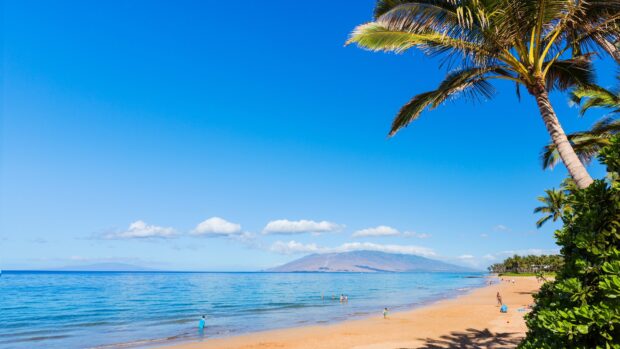 A tranquil Hawaiian ocean scene with a sandy beach and palm trees under clear blue skies