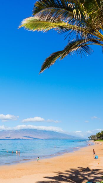 A serene Hawaiian ocean scene with a sandy beach and palm leaves under a clear blue sky