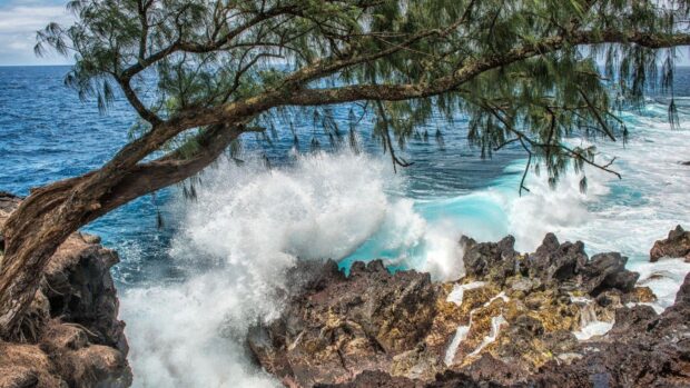 Rocky coastline with crashing ocean waves and hawaiian tree branches
