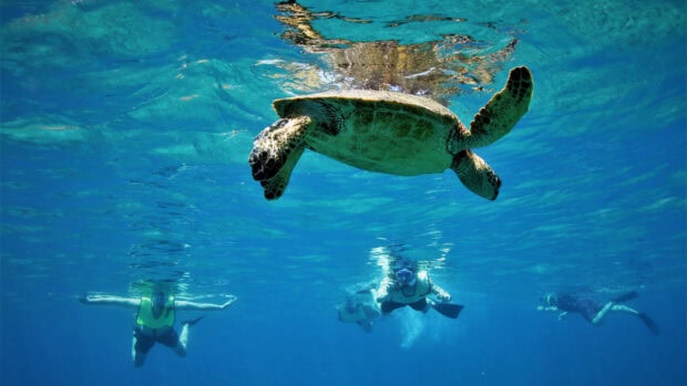 A green hawaiian ocean turtle swimming in clear blue water with snorkelers below