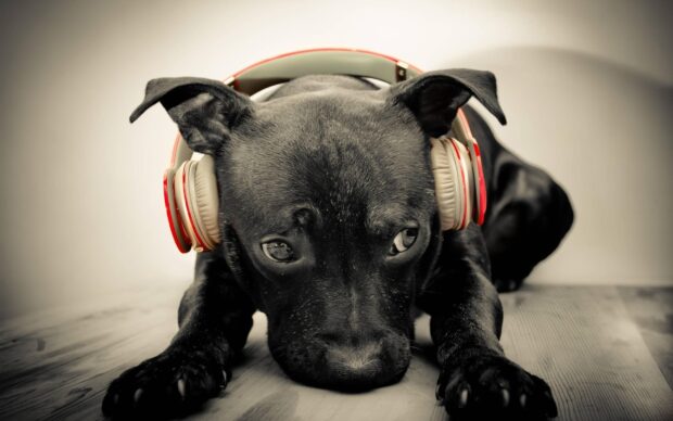 A black dog wearing headphones lying down on a wooden floor with a relaxed expression