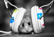 A small rat wearing colorful headphones on a wooden surface
