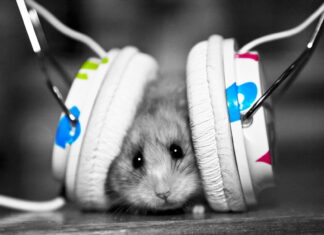 A small rat wearing colorful headphones on a wooden surface