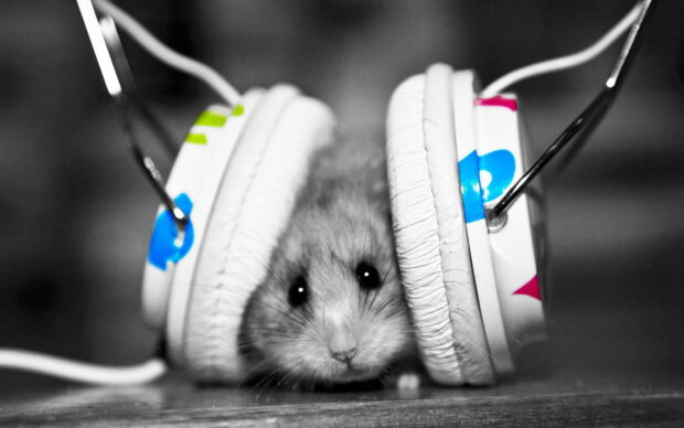 A small rat wearing colorful headphones on a wooden surface