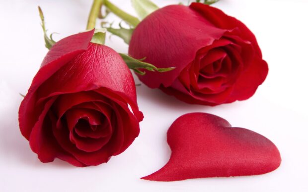 Two red roses with a red heart on a white surface showing love and romance