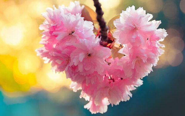 A heart shape formed by pink flowers hanging on a branch in soft sunlight