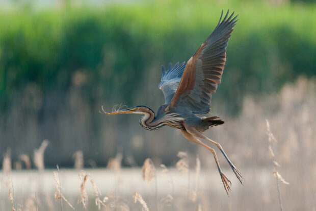 A heron bird in flight carrying a twig in its beak over a marshy landscape