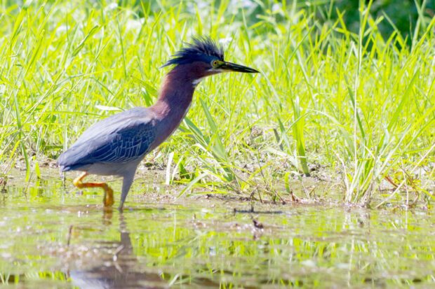 A heron bird walking through shallow water near green grass in natural habitat