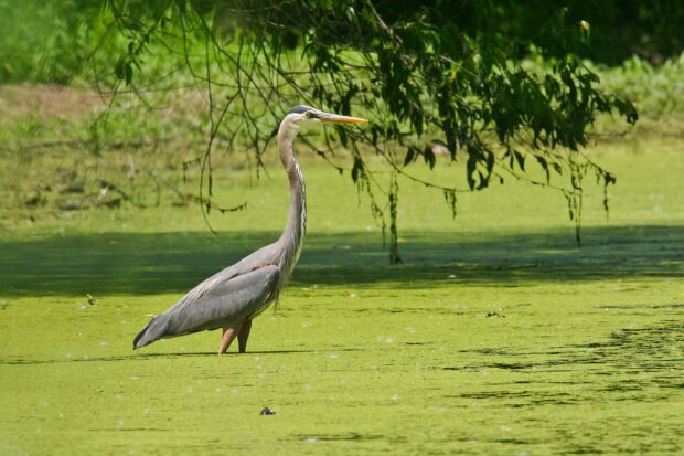 A heron bird standing in green water near hanging tree branches in natural habitat