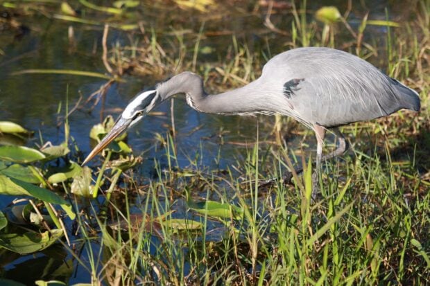 A heron bird standing in shallow water surrounded by green grass and plants