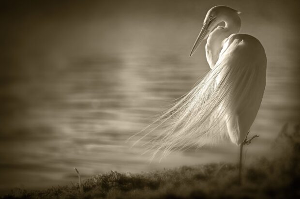A heron bird standing near water with long elegant feathers and calm posture