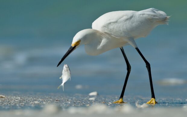 A heron bird catching a fish on the shore with clear water in the background