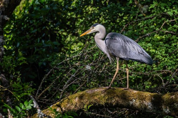 A heron bird standing on a mossy tree branch in a dense green forest