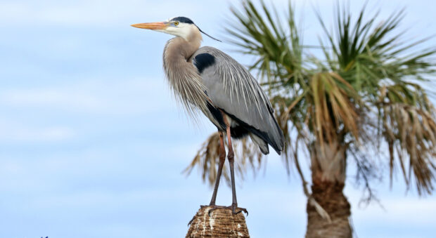 A heron bird standing on a wooden stump with palm trees in the background