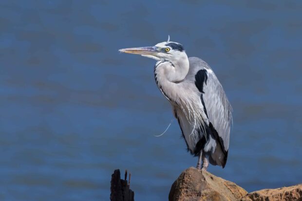 A heron bird stands perched on a rock by the water in a natural setting