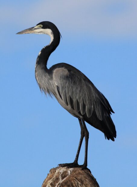 A heron bird standing on a wooden stump against a clear blue sky background