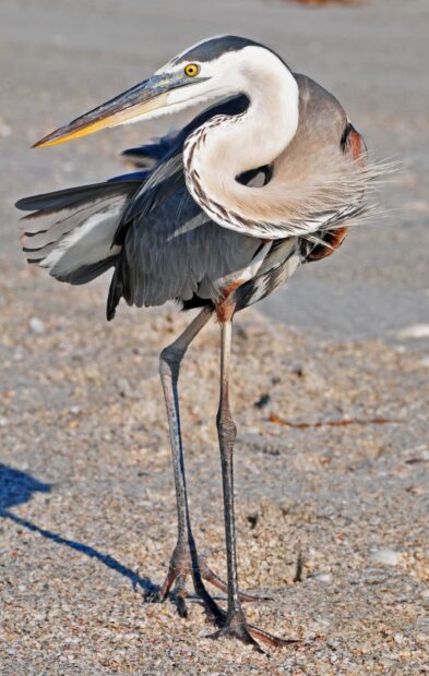 A heron bird standing on sandy ground with detailed feathers visible