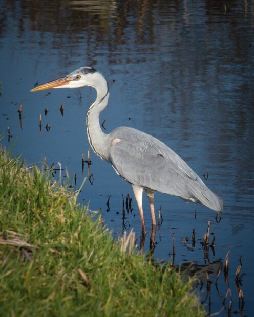 Heron bird standing in shallow water near green grass on a bright day
