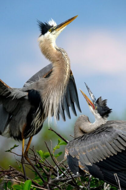 Two heron birds interacting on a nest with detailed feathers and expressive beaks in natural habitat
