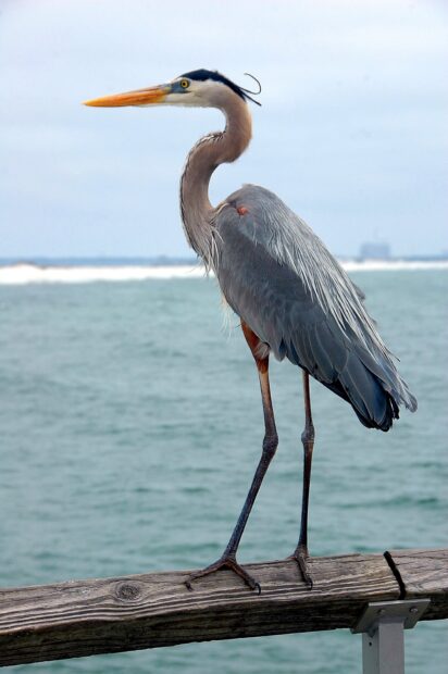 A heron bird standing on a wooden railing by the sea with a cloudy sky