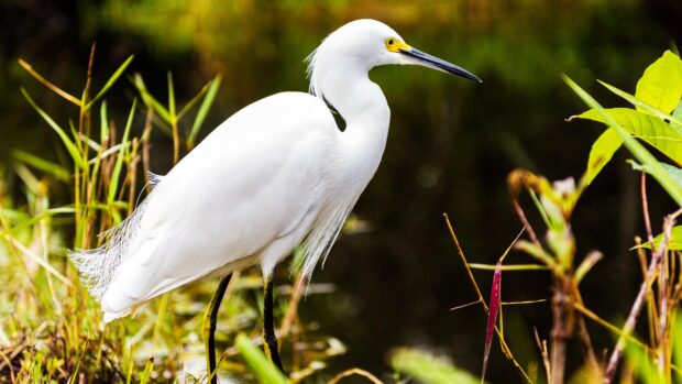 A white heron bird standing among green grass near water in natural habitat