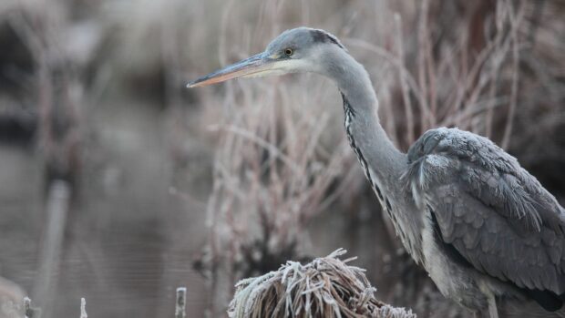 A close up of a heron bird standing near frozen plants in a cold natural habitat