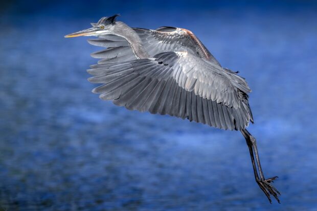 A heron bird flying over the blue water surface with its wings fully spread
