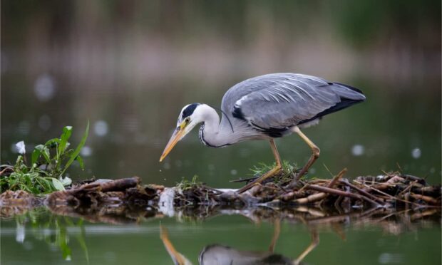 A heron bird hunting for food near water in a natural environment