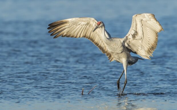 A heron bird spreading its wings while walking on water in a natural setting