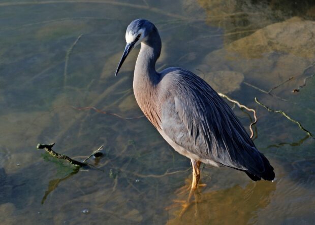 A heron bird standing in shallow water with clear details of its feathers and legs