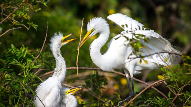 A heron bird feeding chicks in a lush green natural habitat