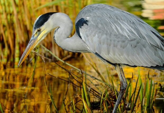 A heron bird standing in the water surrounded by reeds and plants