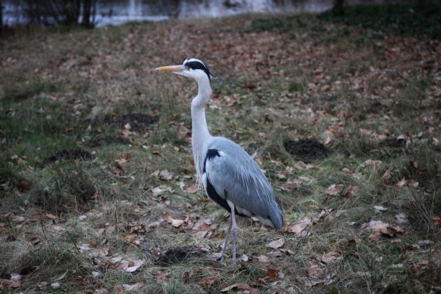 A heron bird standing on grassy ground with dry leaves around in natural habitat