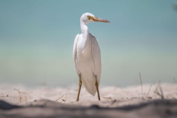 A heron bird standing on sandy beach with a blurred sea background