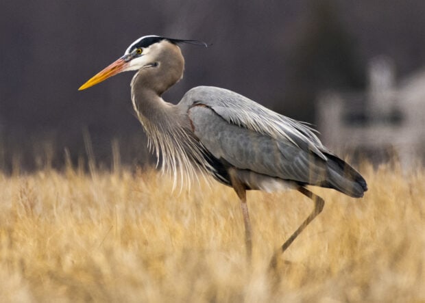A heron bird standing in tall dry grass in a natural habitat