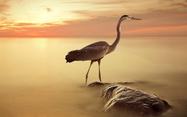 A heron bird standing on a rock in calm water during a golden sunset