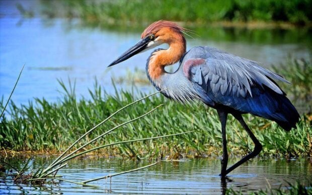 A heron bird standing in shallow water near green grass and reeds