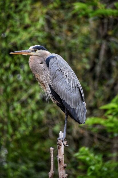 A heron bird standing on a branch with a blurred green forest background