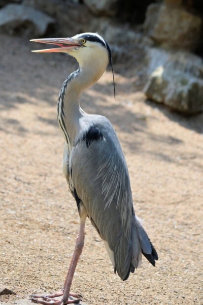 A heron bird standing on sandy ground with its beak open and feathers detailed