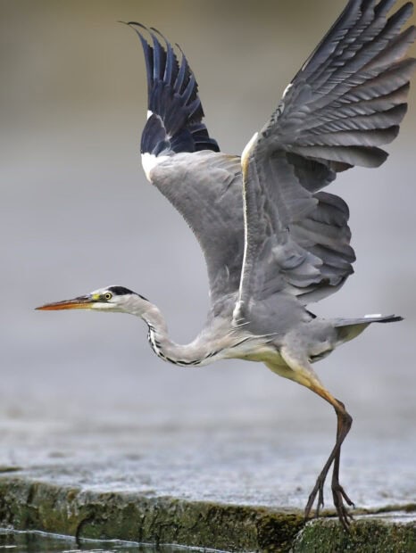 Heron bird spreading its wings while taking off from the edge of a water body