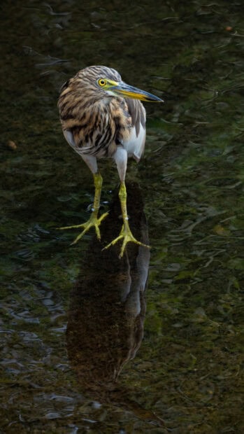 A heron bird standing in shallow water with its reflection clearly visible
