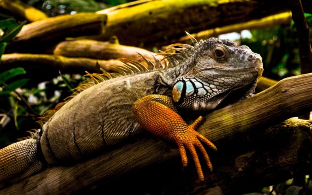 A detailed iguana resting on tree branches showing vibrant scales and textured skin