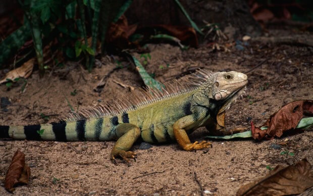 A green iguana resting on sandy ground surrounded by dry leaves and plants
