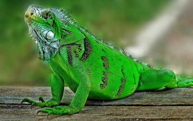 A vibrant green iguana resting on a wooden surface in natural surroundings