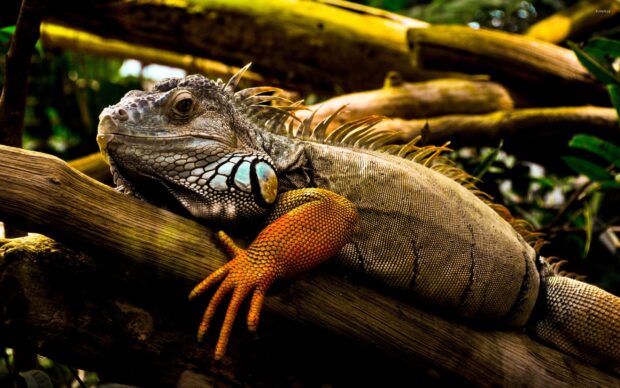 Close up of an iguana resting on a tree branch in a natural environment