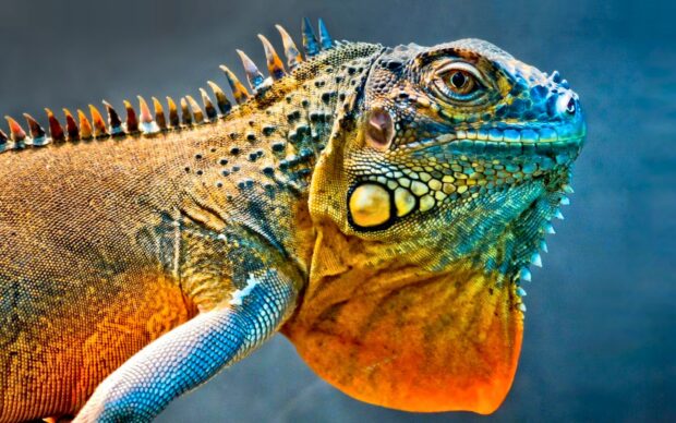 Close up of iguana displaying vibrant textured scales and spines on its body