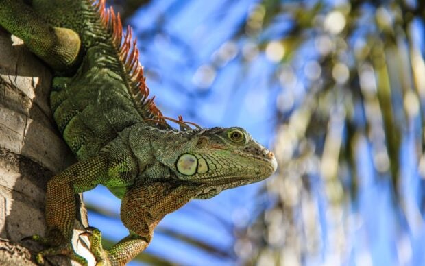 Green iguana resting on a tree trunk with detailed scales and bright sunlight