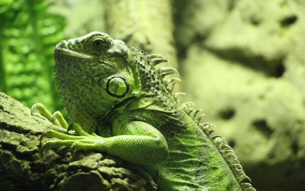 A close up of an iguana resting on a textured tree branch surrounded by green foliage
