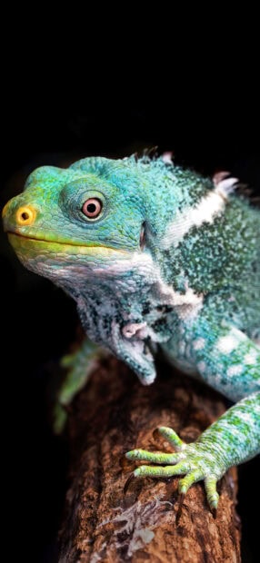 Close up of a green iguana resting on a tree branch in natural light