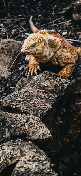 A yellow iguana resting on textured volcanic rocks in a natural environment